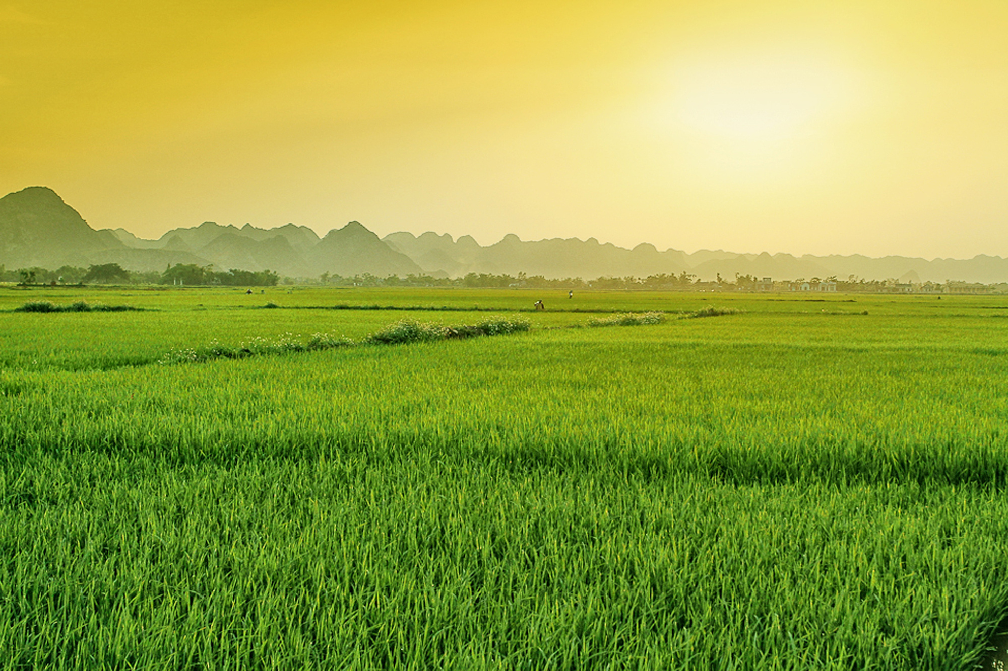 Rice field